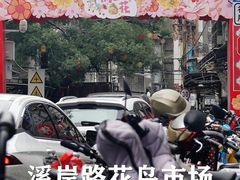 -溪岸路花鸟市场