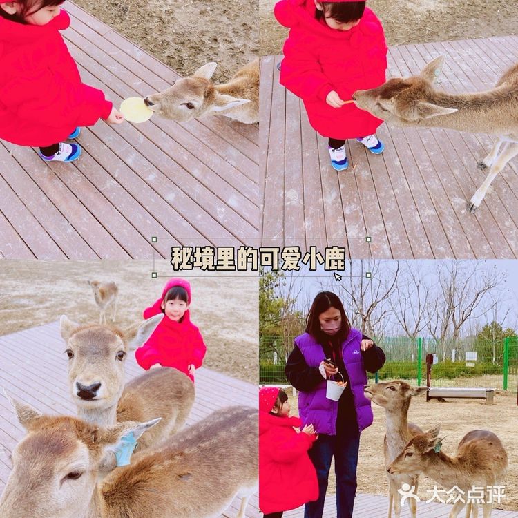 北京遛娃 |森林奇趣乐园🦌与小鹿一起奔跑
