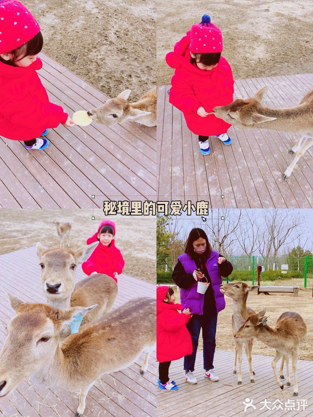 北京遛娃 |森林奇趣乐园🦌与小鹿一起奔跑