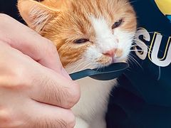 -飞行喵MR PILOT|猫舍·猫咖(静安大融城店)