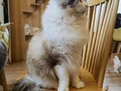 -猫的茶·猫咖