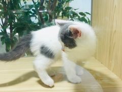 -屋虎猫馆(宝安大仟里店)