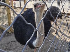 -长白岛森林公园