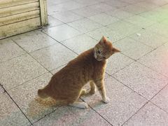 -新记餐厅(香槟大厦店)