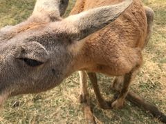 -泉州海丝野生动物世界