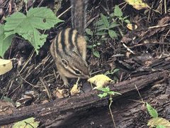 -五营红松林海景区
