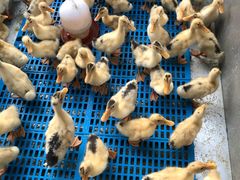 -凯德广场(金牛店)