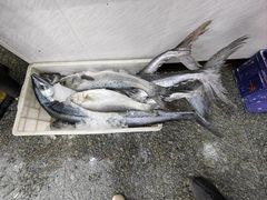 -渔家小院观海海肠捞饭地方菜(环海中路店)