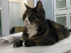 -瑞派·关忠动物医院·异宠专科·犬猫肿瘤·皮肤专科(望京店)