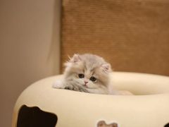 -十月米努特矮脚猫舍