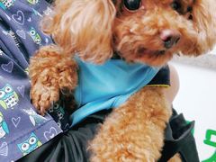 -爱侣宠医·鹦鹉专科·小型哺乳类·异宠专科(灵石路店)