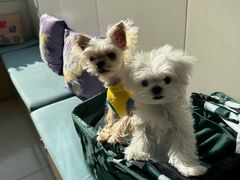 -美联众合动物医院·24h京西诊疗中心