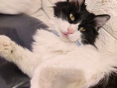 -平行世界·猫咖(首经贸店)