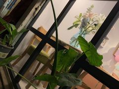 -树咖啡tree coffee
