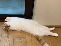 -爱妮康宠物医院·干细胞免疫细胞·肿瘤·心脏(张江店)