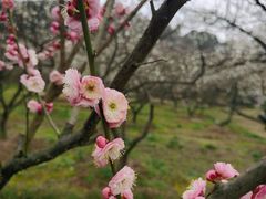 -香雪海