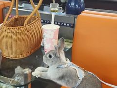 -爱侣宠医·鹦鹉专科·小型哺乳类·异宠专科(灵石路店)