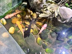 -正佳雨林生态植物园