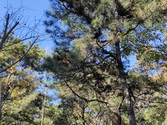 -北京西山国家森林公园