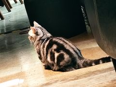 -咖法森林·咖啡  酒吧(天河店)