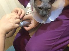 -宠爱国际动物医院·消化内科·心肾内科·ISFM猫友好(望京店)