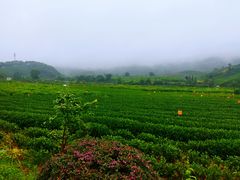 -龙坞茶村