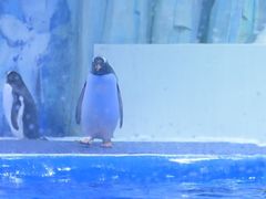 -石家庄极地海洋世界