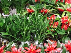 -桂林市花鸟市场