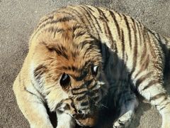 -大连森林动物园