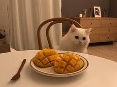 -猫色咖啡·猫咖