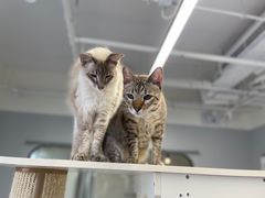 -Cappucimeow猫咪咖啡馆(韦伯时代店)