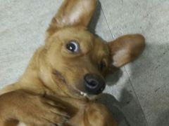 -暖阳宠物医院·犬猫康复中心·骨科