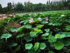 -西安浐灞国家湿地公园