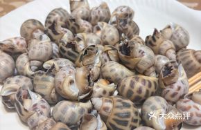 Wild Flower Snail
