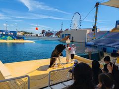 -秦皇岛乐岛海洋王国