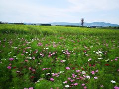-御道口草原森林风景区