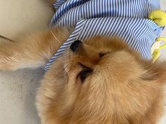 -怪兽屋·羊驼·猫咖·狗咖(俊华广场店)