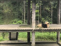 -中国大熊猫保护研究中心雅安碧峰峡基地