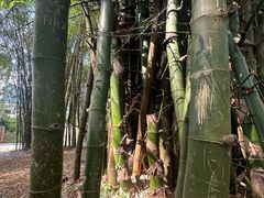-桂林兴坪漓江