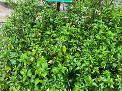 -广西壮族自治区药用植物园
