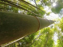 -鸡枕山