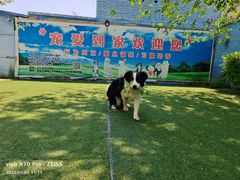 -宠物寄养训练学校