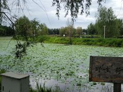 -白渔泡湿地公园