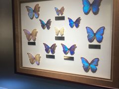 -上海昆虫博物馆