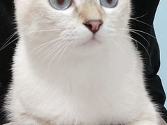 -瑞派福兴宠物医院犬猫全科·骨科·中西医结合(河东店)