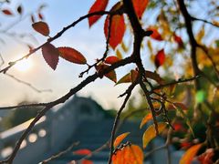 -八大山人梅湖景区