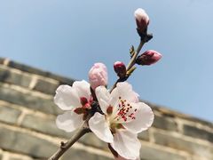 -八达岭长城