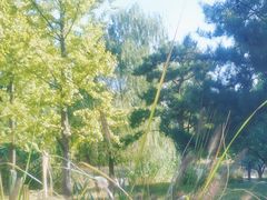 -莲花池公园