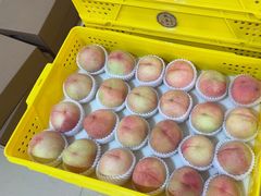 -老袁家蜜桃农场·阳山水蜜桃