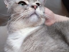 -MOCHA明星猫咖(田子坊店)